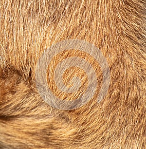 Dog fur as a background. Texture of a dog's fur