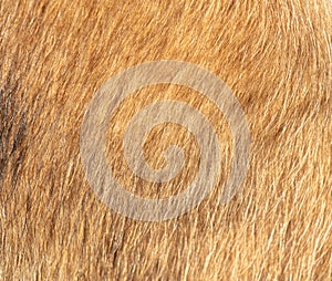 Dog fur as a background. Texture of a dog's fur