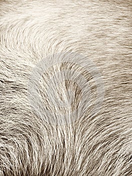 Dog fur background 18