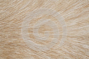 Dog fur close up as background.