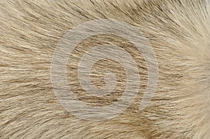 Dog fur closeup