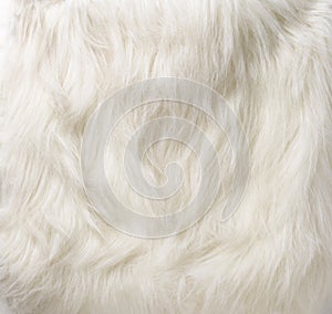 DOG FUR, HAIR, SMOOTH SILKY HAIR OF DOG