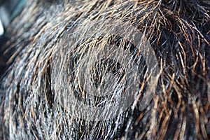 Dog fur texture