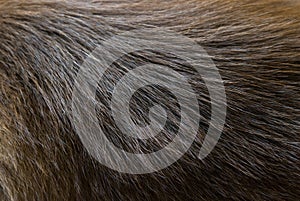 Dog fur texture