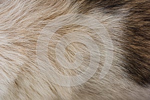 Dog fur texture