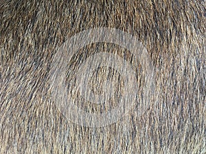 Dog fur texture for background