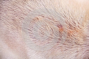 Dog fur texture light brown animal skin background