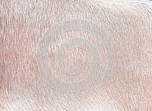 Dog fur texture light brown patterns ,  animal skin background