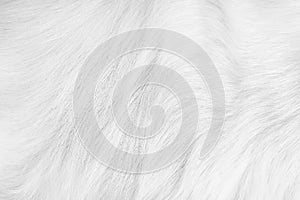Dog fur  texture long patterns , animal skin white grey background