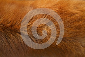 Dog fur texture. red-haired, close-up