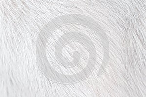 Dog fur texture and soft short smooth patterns , animal hair white grey background