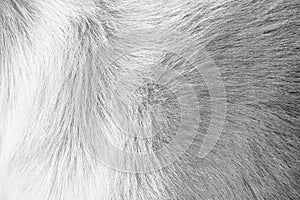 Dog fur white and dark grey texture , animal patterns background