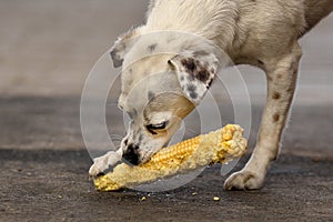 Dog furiously eats ear of corn
