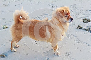 Dog furry Standing on beach