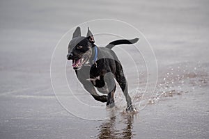Dog galloping across a wet beach with front legs off the ground