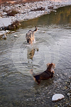 Dog games in fresh air in mountain river. Adult black and red German Shepherd dog plays in water with friend small brown puppy