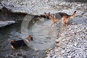 Dog games in fresh air in mountain river. Adult black and red German Shepherd dog plays in water with friend small brown puppy