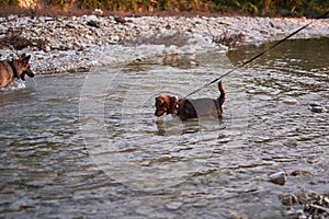 Dog games in fresh air in mountain river. Adult black and red German Shepherd dog plays in water with friend small brown puppy