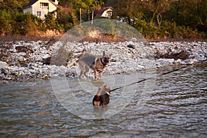 Dog games in fresh air in mountain river. Adult black and red German Shepherd dog plays in water with friend small brown puppy