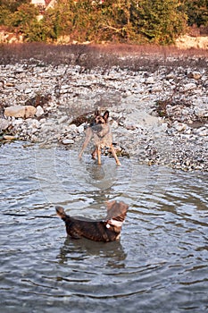 Dog games in fresh air in mountain river. Adult black and red German Shepherd dog plays in water with friend small brown puppy