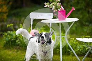 Dog in a garden