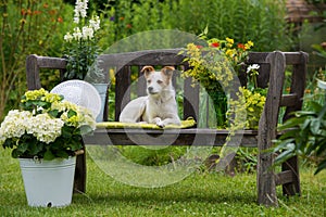 Dog on garden bench