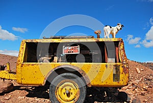 Dog on the generator.