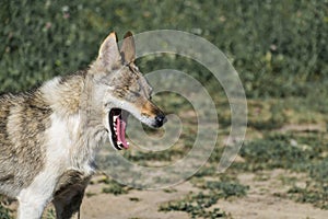 Dog from the genus of wolves choking on laughter or just yawns