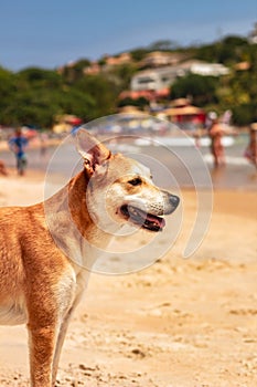 Dog in Geriba photo