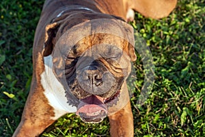 The dog is a German boxer breed with closed eyes and open jaws on the green grass