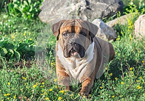 The dog is a German boxer brown with stripes, lies on the grass