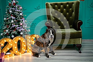 Dog, German boxer brown-and-white, with protruding tongue girl. sitting in front of the Christmas tree, burning figures 2019, gree