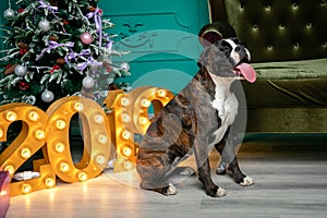 Dog, German boxer brown-and-white, with protruding tongue girl. sitting in front of the Christmas tree, burning figures 2019, gree