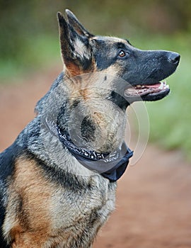 Dog, German shepherd and animal sitting for training, scent tracking or service companion in forest. Outdoors, hiking
