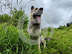 Dog German Shepherd in an autumn, summer, spring day and green grass in spring or summer day. Walking and waiting on