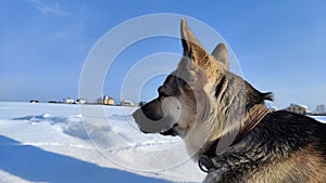 Dog German Shepherd on a big field in a winter day and white snow arround. Waiting eastern European dog veo