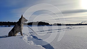 Dog German Shepherd on a big field in a winter day and white snow arround. Waiting eastern European dog veo