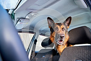 El perro Alemán en auto durante viajar 