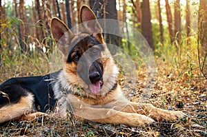 Dog german shepherd in the forest