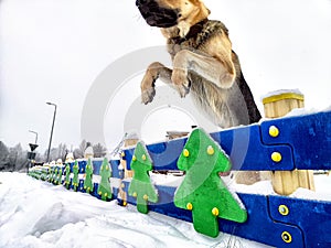 Dog German Shepherd jumping over the fence in a winter day and white snow arround. Waiting eastern European dog veo and