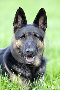 Dog German Shepherd lay in meadow