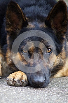 Dog german shepherd lie guarding, frontal face