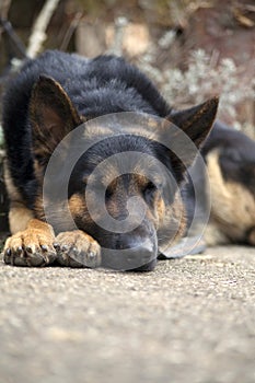 Dog german shepherd lie and sleep instead of guarding