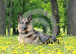 El perro Alemán descansa en dientes de león 