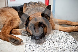 A dog a German shepherd with sad eyes lies on the floor. Portrait of an adult dog
