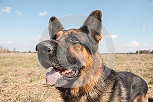 Dog german shepherd in a spring day