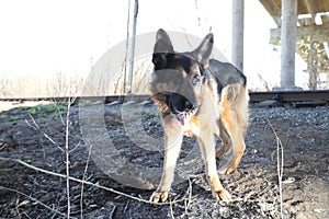 Dog German Shepherd under bridge outdoors