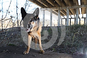 Dog German Shepherd under bridge outdoors
