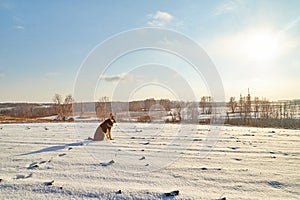 Dog German Shepherd in a winter field with snow in cold day with sun