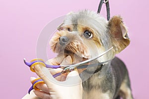 Dog gets hair cut at Pet Spa Grooming Salon. Closeup of Dog.